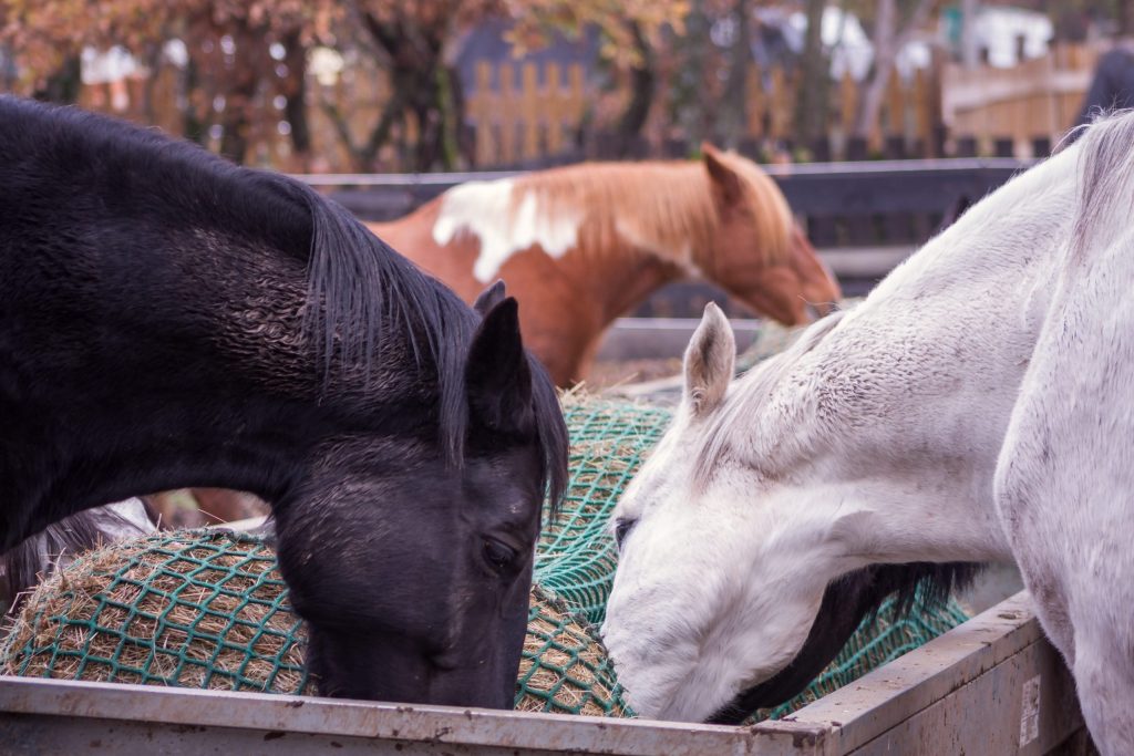 Slow feeding cheval