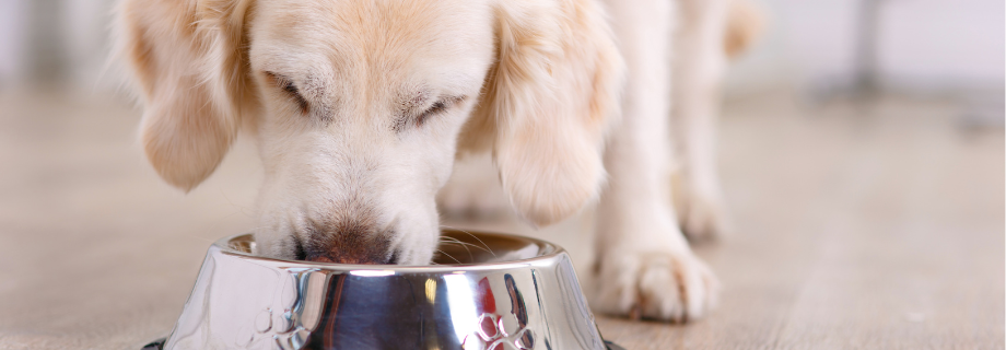 choisir croquettes pour chien âgé