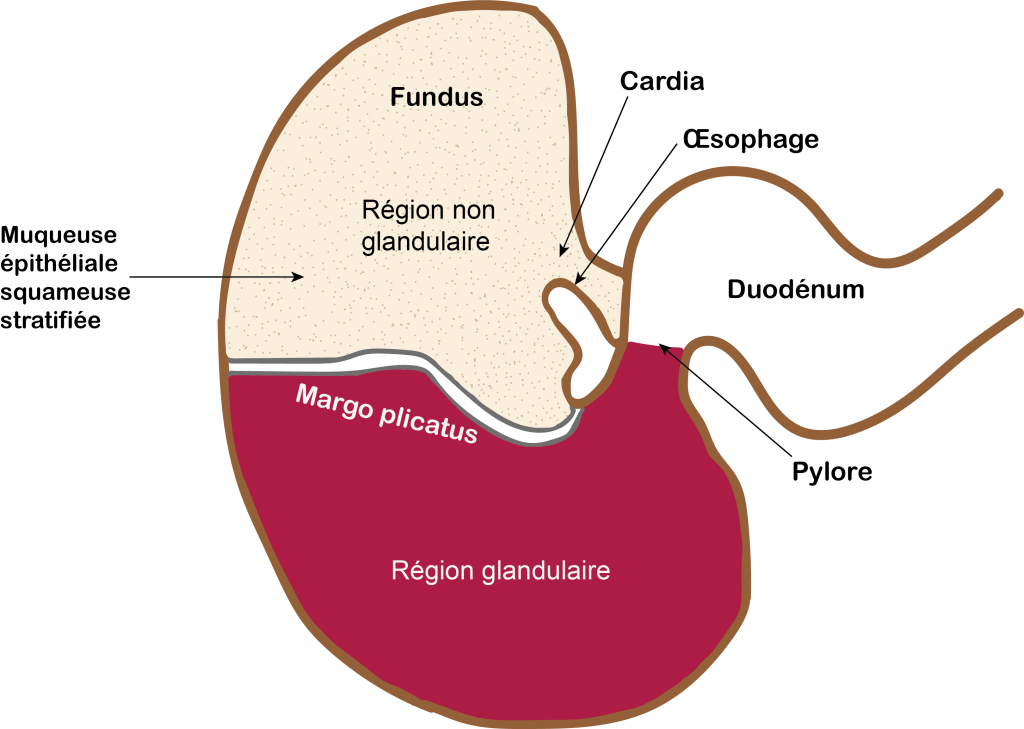 estomac cheval schéma