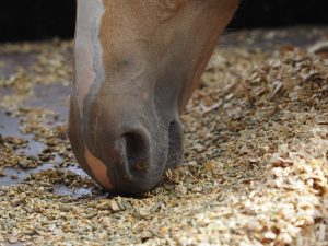 cheval mangeant du floconné