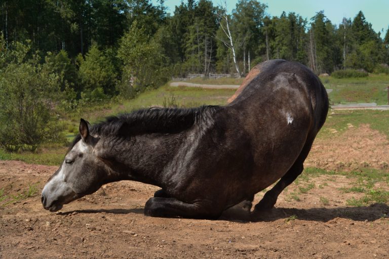 cheval présentant des signes de colliques