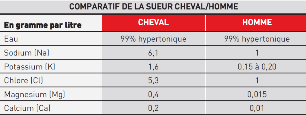 Sudation cheval