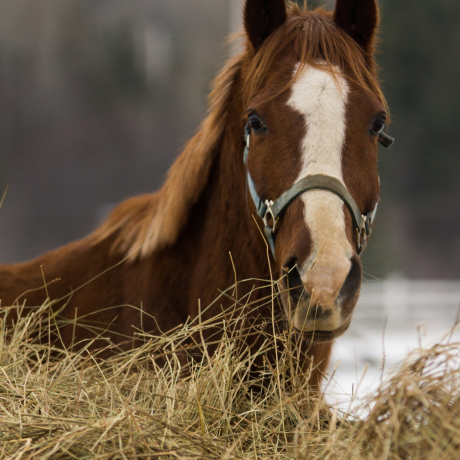 foin cheval