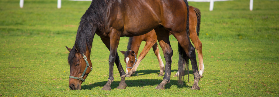 Bien nourrir un cheval au pré