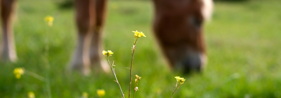 cheval au pré