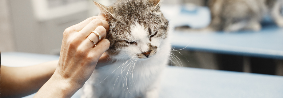 nettoyer oreilles chat