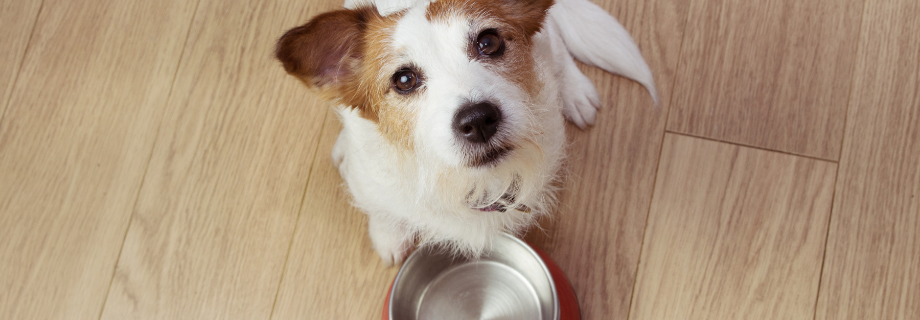 Alimentation sèche ou humide pour son chien