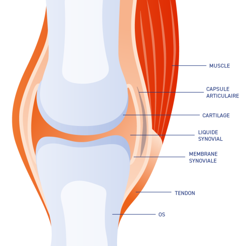 schéma articulation