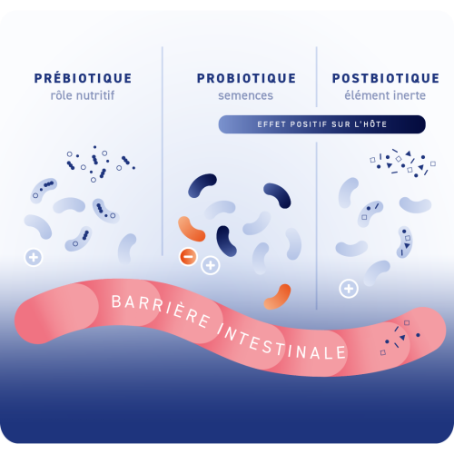 probiotique, prébiotique et postbiotique cheval