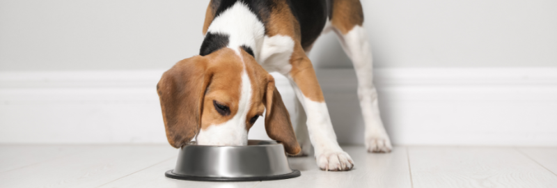 Choisir ses croquettes pour chien