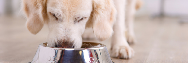 choisir croquettes pour chien âgé