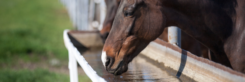 electrolytes cheval