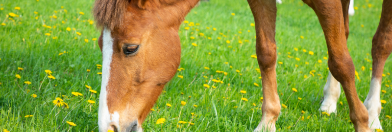 cheval qui mange