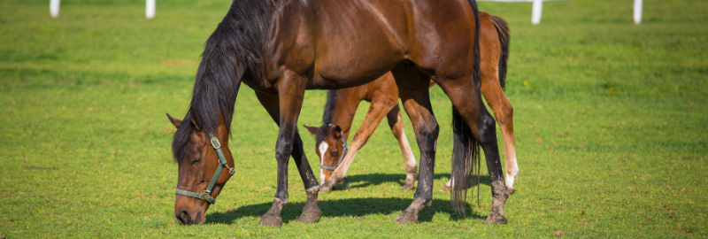 Bien nourrir un cheval au pré