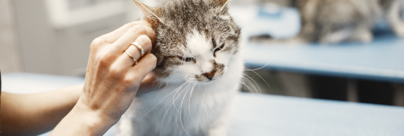 nettoyer oreilles chat