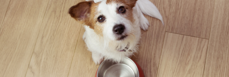 Alimentation sèche ou humide pour son chien