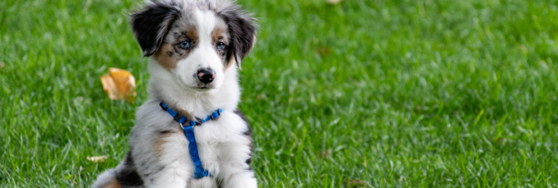 meilleures croquettes pour chiots