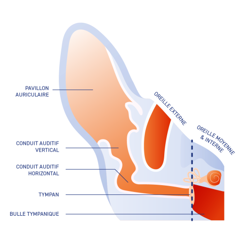 schéma anatomie oreille chat
